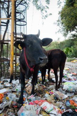 Uttarakhand, INDIA - 25 Mart 2022: Plastik dolu çöp yiyen inekler ve yol kenarına atılan diğer zehirli atıklar.