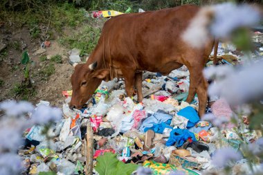Uttarakhand, INDIA - 2 Nisan 2022: Plastik dolu çöp yiyen inekler ve yol kenarına atılan diğer zehirli atıklar.