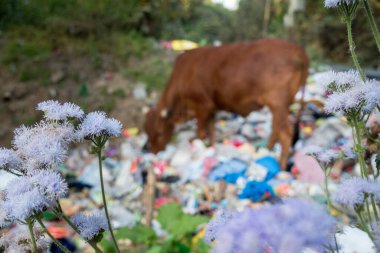 Uttarakhand, INDIA - 2 Nisan 2022: Plastik dolu çöp yiyen inekler ve yol kenarına atılan diğer zehirli atıklar.