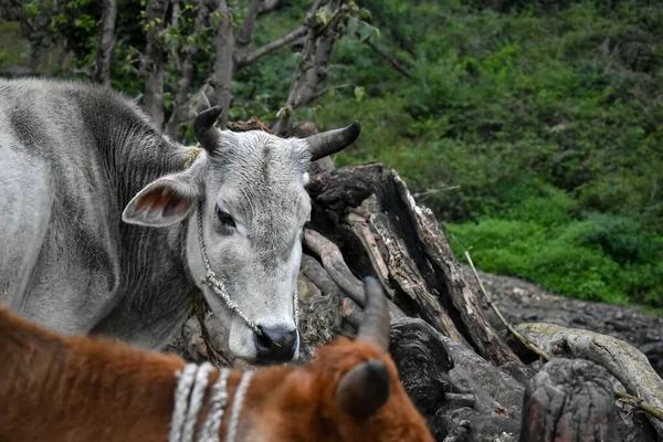 Plan Rapproché Une Vache Indienne Avec Des Cornes Une Tache — Photo