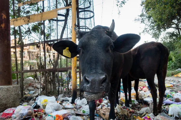 Uttarakhand, INDIA - 25 Mart 2022: Plastik dolu çöp yiyen inekler ve yol kenarına atılan diğer zehirli atıklar.