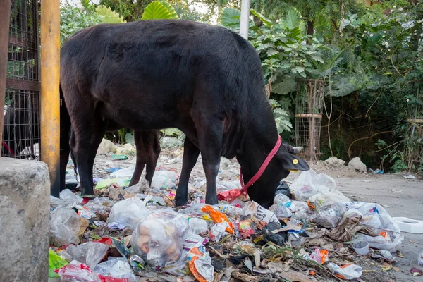 Uttarakhand, INDIA - 25 Mart 2022: Plastik dolu çöp yiyen inekler ve yol kenarına atılan diğer zehirli atıklar.