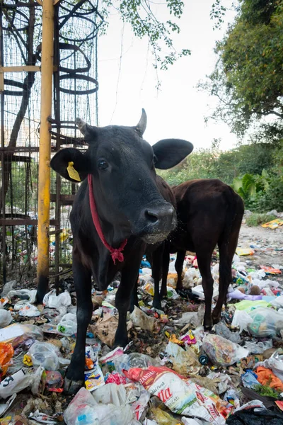 Uttarakhand, INDIA - 25 Mart 2022: Plastik dolu çöp yiyen inekler ve yol kenarına atılan diğer zehirli atıklar.