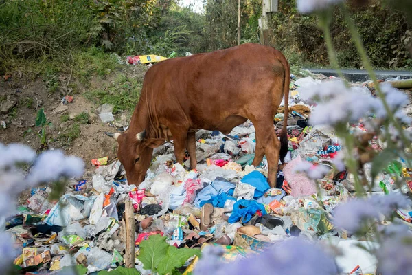 Uttarakhand, INDIA - 2 Nisan 2022: Plastik dolu çöp yiyen inekler ve yol kenarına atılan diğer zehirli atıklar.