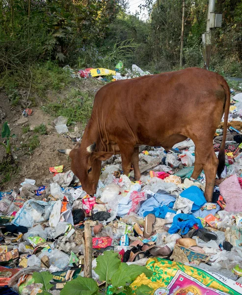 Uttarakhand, INDIA - 2 Nisan 2022: Plastik dolu çöp yiyen inekler ve yol kenarına atılan diğer zehirli atıklar.