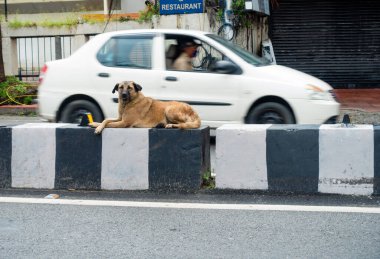 Dehradun Uttarakhand 5 Temmuz 2020. Kahverengi bir sokak köpeği yoldan geçen arabalarla yol ayrımında oturuyor..