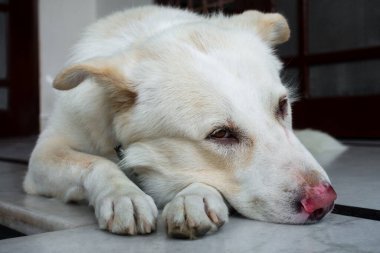 Verandada üzgün üzgün oturan beyaz bir köpek..