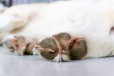 Odaklanamayan, uyuyan beyaz bir köpeğin pençesinin yakın plan fotoğrafı..