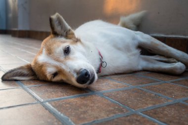 Gözleri kapalı uyuyan beyaz bir köpeğin burnunun yakın çekimi..