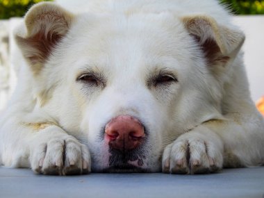 Verandada üzgün üzgün oturan beyaz bir köpek..
