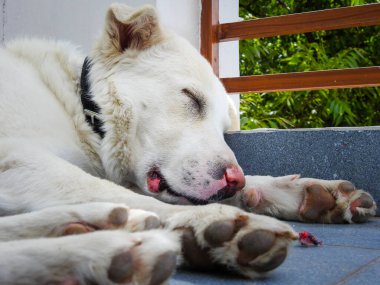 Kızılderili evinde uyuyan beyaz Himalayalı çoban köpeğinin yakın çekimi..