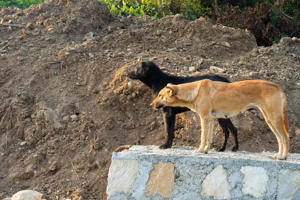 Dehradun Uttarakhand India Grupo Perros Callejeros Pie Una Pared Piedra — Foto de Stock
