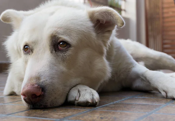 White Domestic Dog Sitting Sad Porch — Stock Photo, Image