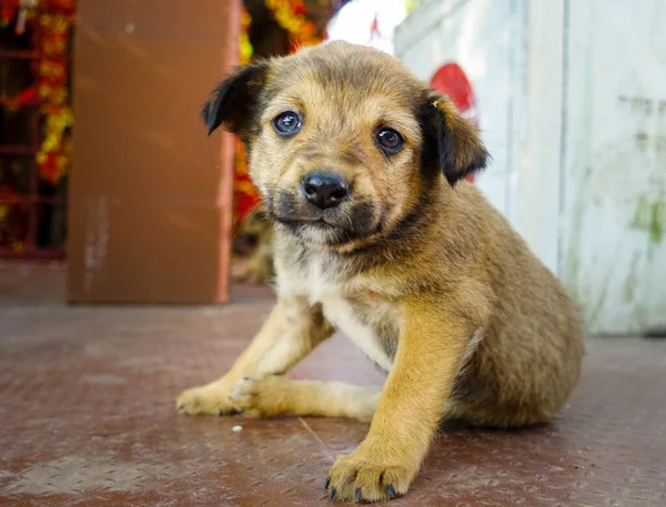 Pequeño Cachorro Lindo Perro Mirando Cámara Sentado India — Foto de Stock