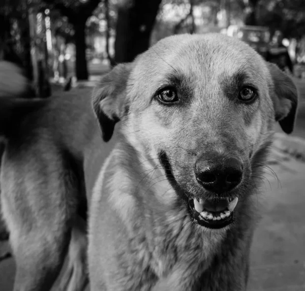 Close Stray Dog Mouth Open Black White — Stock Photo, Image