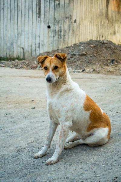หมาหลงทางส ขาวและส าตาล งอย บนถนนคอนกร ตในอ นเด — ภาพถ่ายสต็อก