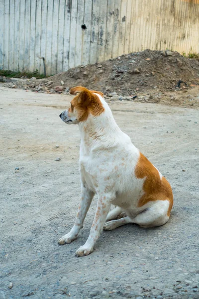 White Brown Stray Dog Sitting Concrete Road Road India — Stock Photo, Image