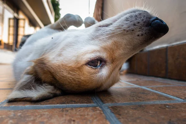 Close Shot Small White Brown Dog Relaxing Upside — Stock Photo, Image