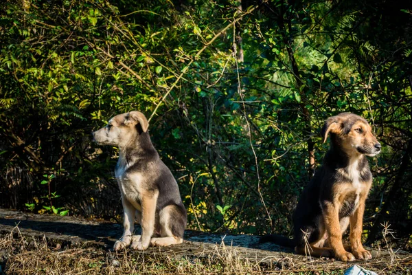 Dos Hermanos Cachorros Mirando Cámara Con Una Misma Postura India — Foto de Stock