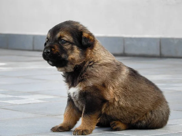 Primer Plano Cachorro Pastor Himalaya Negro Marrón India Sentado — Foto de Stock