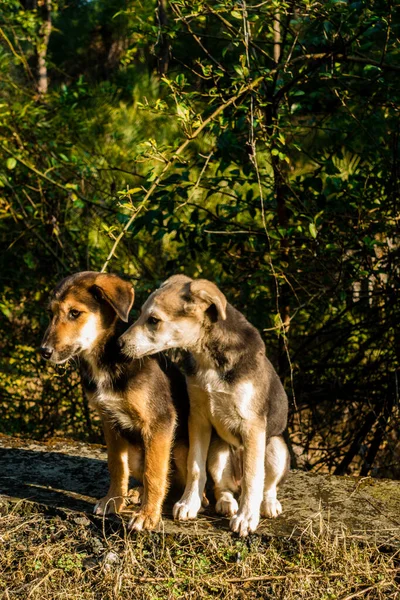 Dos Hermanos Cachorros Mirando Cámara Con Una Misma Postura India — Foto de Stock