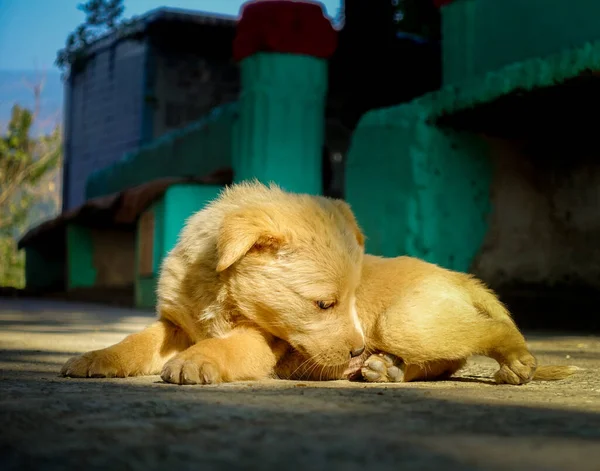 Primer Plano Cachorro Pastor Himalaya Marrón India Sentado — Foto de Stock