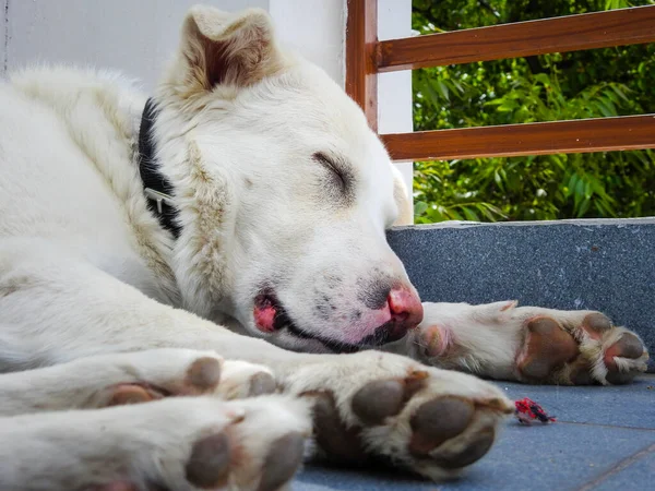 Kızılderili evinde uyuyan beyaz Himalayalı çoban köpeğinin yakın çekimi..