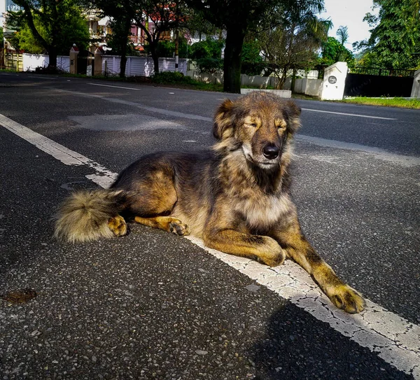 Tiro Perto Cão Rua Marrom Escuro Descansando Uma Posição Meditativa — Fotografia de Stock