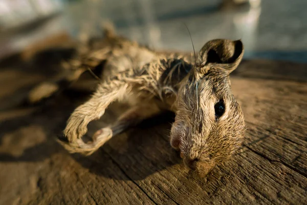 Esquilo Palma Indiano Funambulus Palmarum Morto Bloco Madeira — Fotografia de Stock