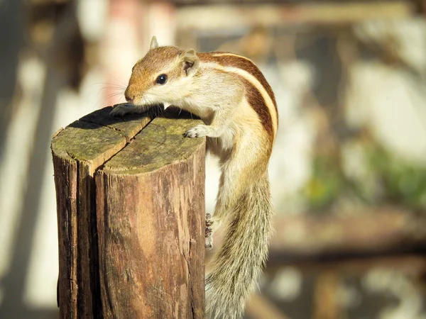 An Indian palm squirrel (Funambulus palmarum) taking a jump on a wooden block.