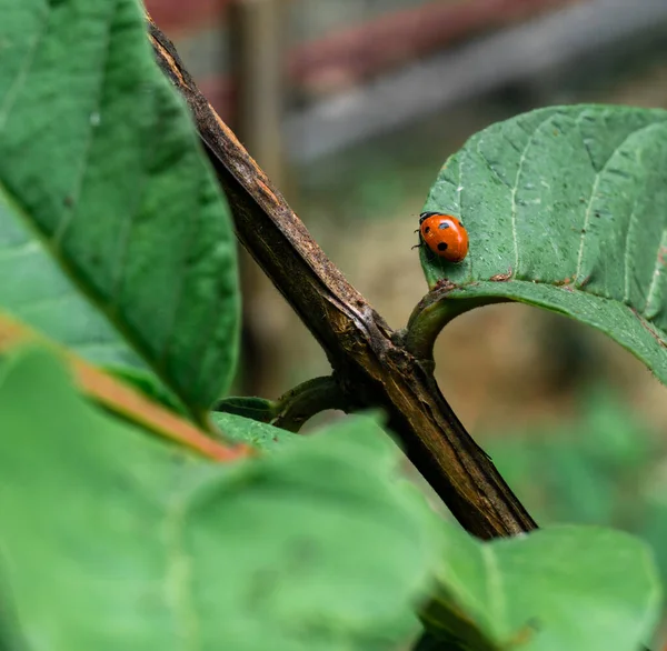Close Shot Ladybugs Coccinellidae Green Leaf Coccinellidae Una Familia Pequeños — Foto de Stock