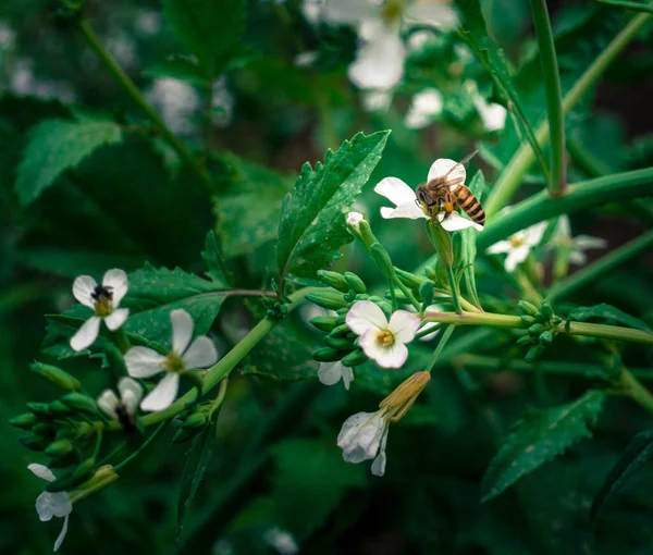 Eine Nahaufnahme Der Asiatischen Honigbiene Auf Einer Weißen Blüte Einem — Stockfoto
