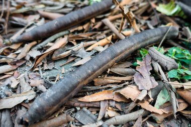 Düşmüş Cassia Grandis 'in (pembe duş) yakın çekim tohum kapsülleri. Tohumlar sert kabuğun içinde. Kapsüllerdeki tohumları çevreleyen posa yenilebilir...