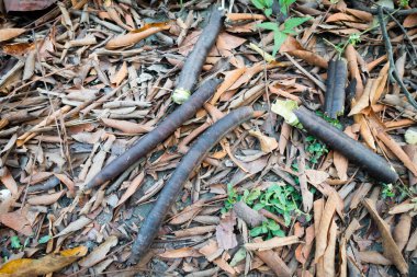 Düşmüş Cassia Grandis 'in (pembe duş) yakın çekim tohum kapsülleri. Tohumlar sert kabuğun içinde. Kapsüllerdeki tohumları çevreleyen posa yenilebilir...