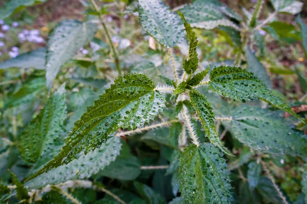 Isırgan otunun yakın plan görüntüsü (Urtica dioica)