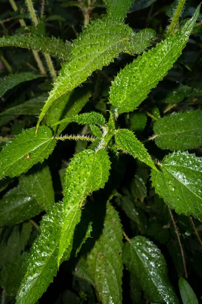 Isırgan Otunun Yakın Plan Görüntüsü Urtica Dioica — Stok fotoğraf