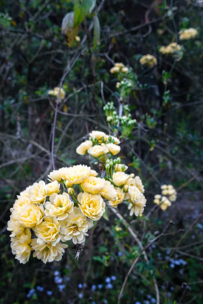 Eine Nahaufnahme Der Gelben Gartenrosen Gartenrosen Sind Überwiegend Hybridrosen Die — Stockfoto