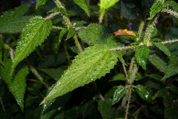 ストリングス ネットワークのクローズアップ Urtica Dioica — ストック写真