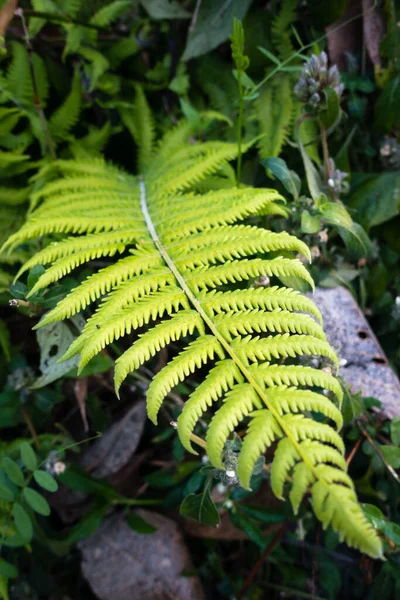 Close Shot Christella Normalis Synonym Thelypteris Kunthii Sometimes Known Kunth — Stock Photo, Image