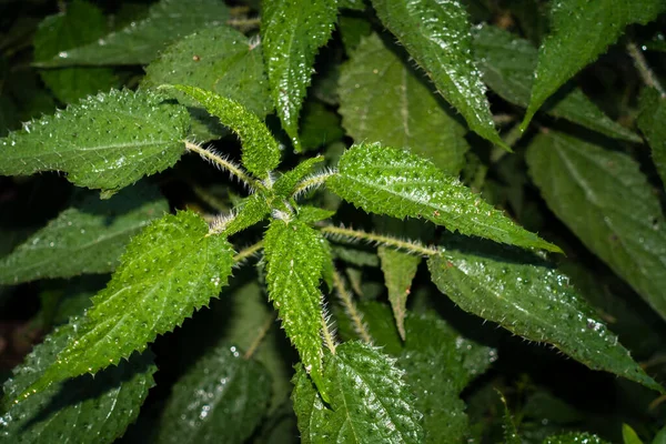 ストリングス ネットワークのクローズアップ Urtica Dioica — ストック写真