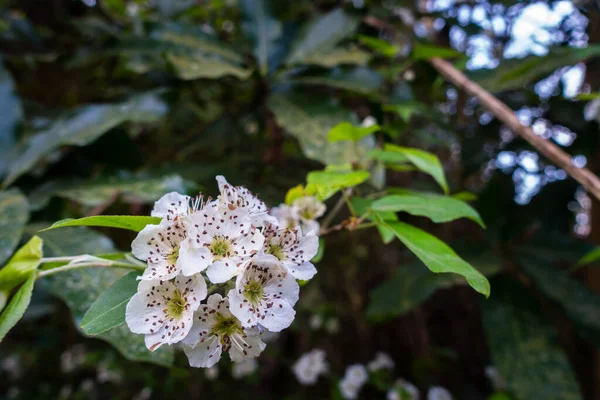 Crataegus puntata çiçeğinin asıldığı yakın plan bir fotoğraf. Bilinen adıyla benekli şahin ya da beyaz haw olarak bilinen bir dikendir..