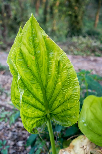 Óriás Taro Alocasia Macrorrhizos Egy Virágzó Növény Arum Családban — Stock Fotó