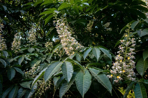 Close Shot Leaves Flowers Horse Chestnut Aesculus Species Called Buckeye — Stock Photo, Image