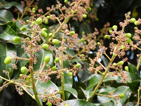 Close Shot Mango Tree Fruit Sprouts Flowers Mangifera Indica Commonly — Stock Photo, Image