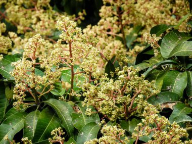 Mango ağacı filizleri ve çiçekleri yakından çek. Mangifera indica yaygın olarak mango olarak bilinir. Küçük mangoları ve çiçekleri olan meyve taşıyan bir resim..