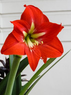 Bir makro Amaryllis çiçeği. Amaryllis, Amaryllidinae kabilesindeki tek cinstir. Çiçek açan küçük bir ampul cinsidir, Amaryllis belladonna.
