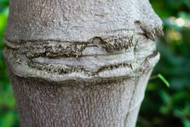 Papaya ağacının gövdesine yakın çekim. Hurma ağacının durumu, bir hurma ağacının kütüğü gibidir. .