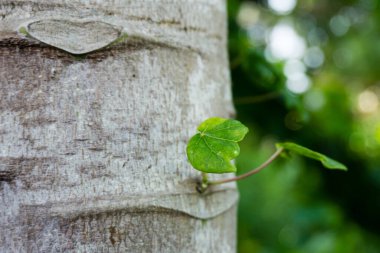 Papaya ağacının gövdesine yakın çekim. Hurma ağacının durumu, bir hurma ağacının kütüğü gibidir. .