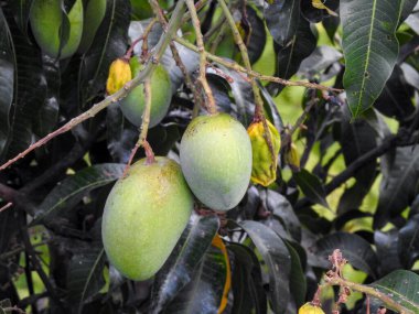 Yapraklarla çevrili bir ağaçta yetişen yeşil mangolar. Mangifera indica yaygın olarak mango olarak bilinir..