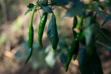 Bulanık arkaplanlı yeşil biberlerin yakın plan çekimi. Chili mahmuz biberi
